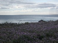 Alcantara_foce - 20100207 100.jpg